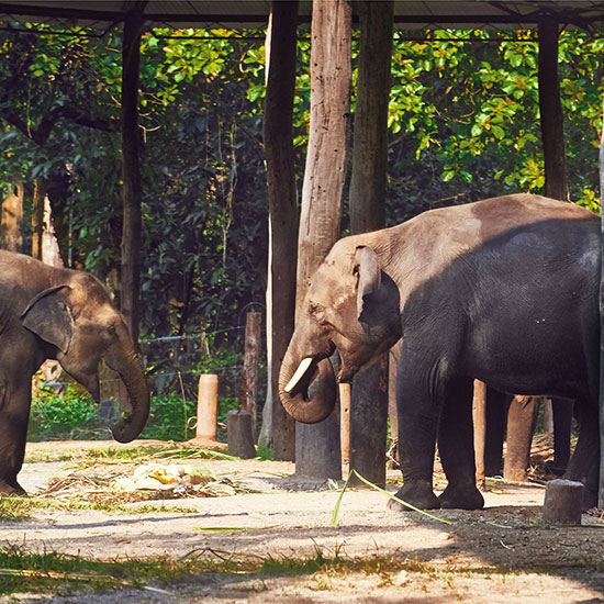 Dooars Wilderness Tour