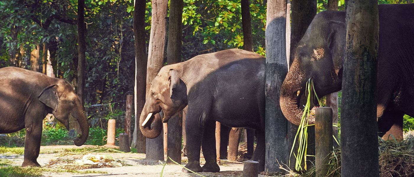 Dooars Wilderness Tour